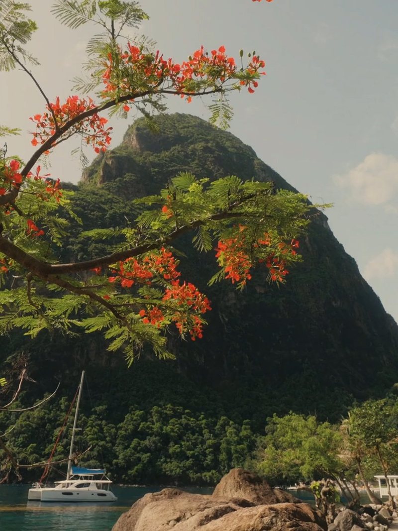 A flame tree in front of a Piton at Sugar Beach